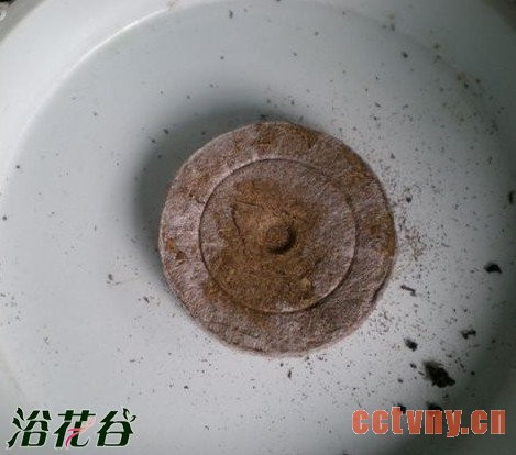 用育苗块扦插天竺葵