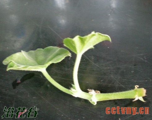 用育苗块扦插天竺葵