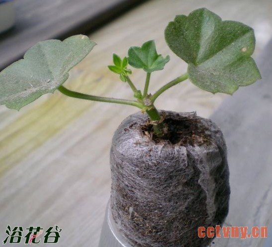 用育苗块扦插天竺葵