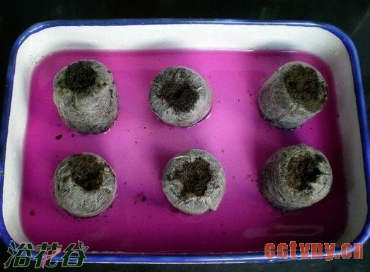 用育苗块扦插天竺葵