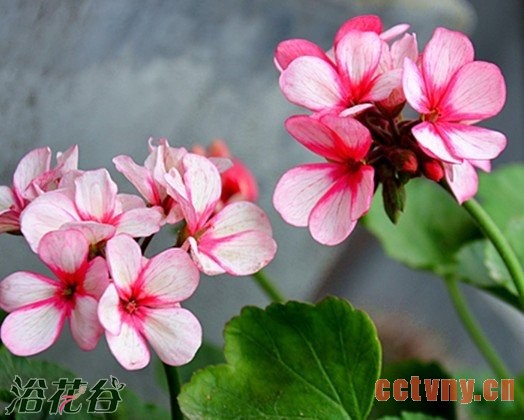 天竺葵养殖，花友解答常见问题