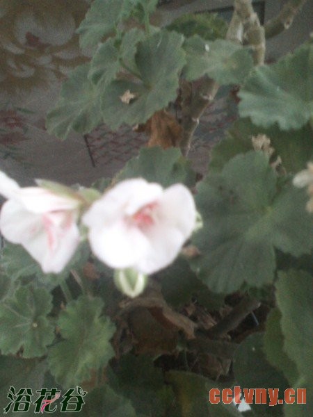 天竺葵花变色的原因