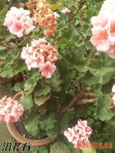 天竺葵花变色的原因