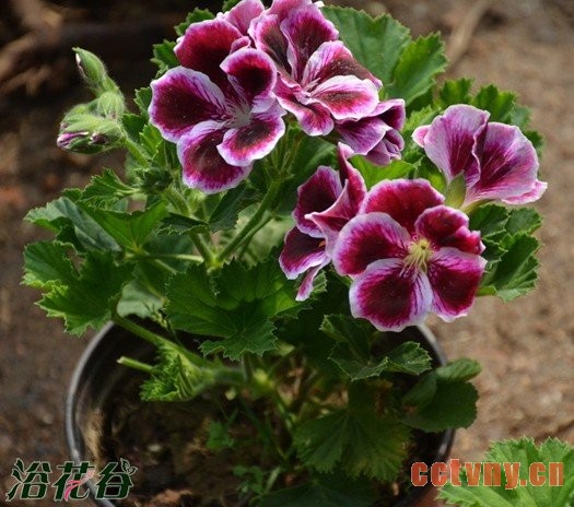 天竺葵两种扦插方法的心得