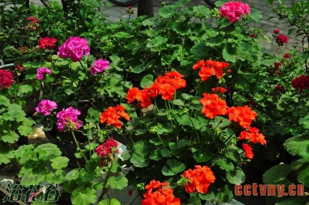 天竺葵的扦插方法（花友经验）