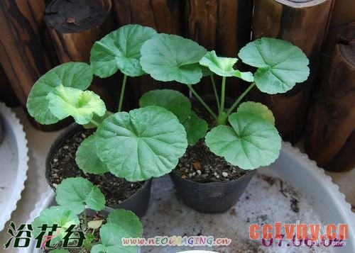 天竺葵播种图文记录