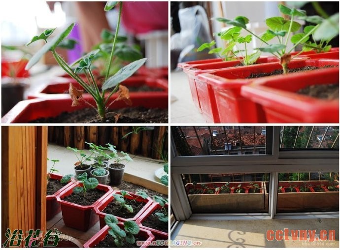 天竺葵播种图文记录