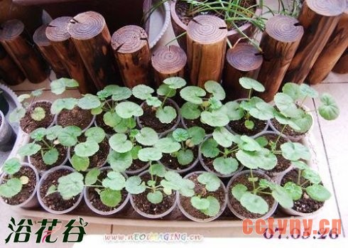 天竺葵播种图文记录