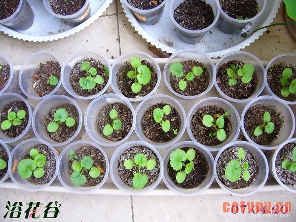 天竺葵播种图文记录