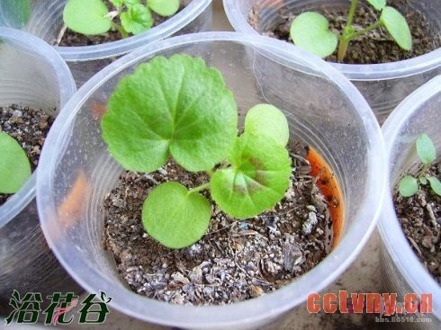 天竺葵播种图文记录