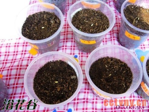 天竺葵播种图文记录