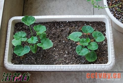 天竺葵播种图文记录