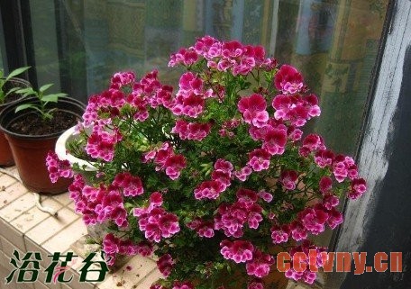 天竺葵天使之眼的养殖方法