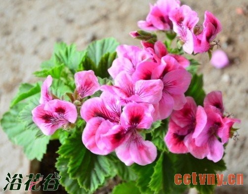 花友天竺葵度夏问题讨论整理