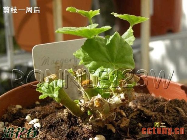 天竺葵的剪枝注意事项（图文）