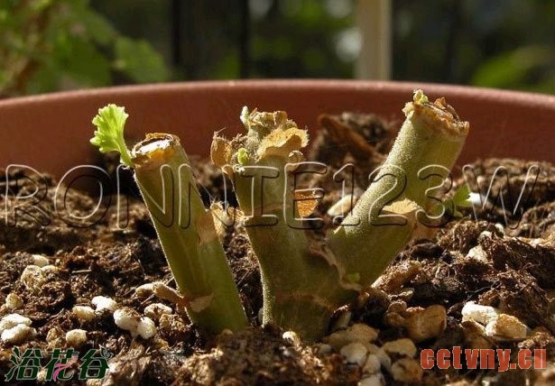 天竺葵的剪枝注意事项（图文）