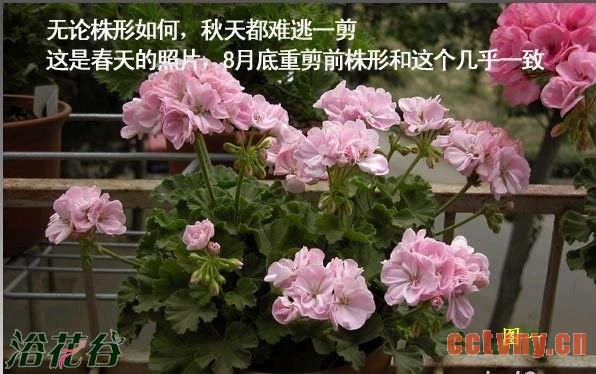 天竺葵的剪枝注意事项（图文）