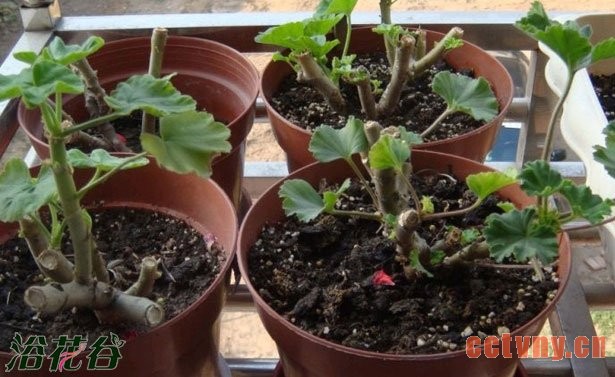 天竺葵的剪枝注意事项（图文）