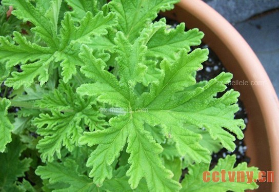 驱蚊草怎么养?水培驱蚊草(香叶天竺葵)的作用