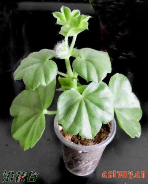 关于天竺葵修剪分枝条的问题