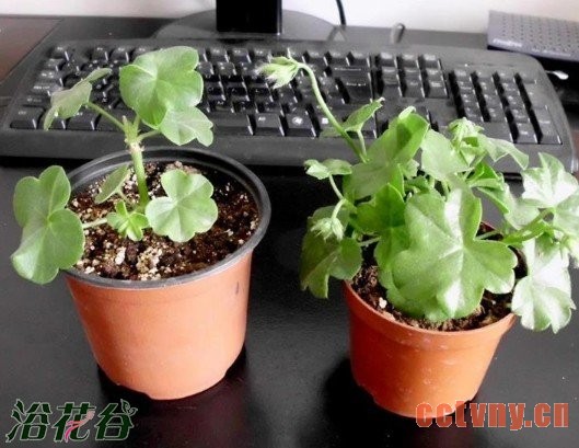 关于天竺葵修剪分枝条的问题