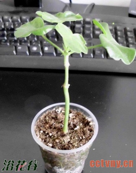 关于天竺葵修剪分枝条的问题