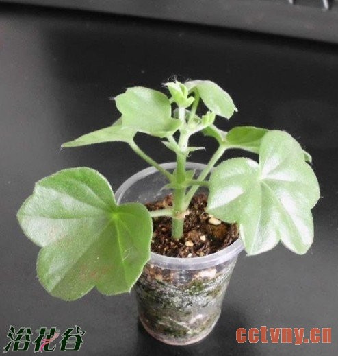 关于天竺葵修剪分枝条的问题