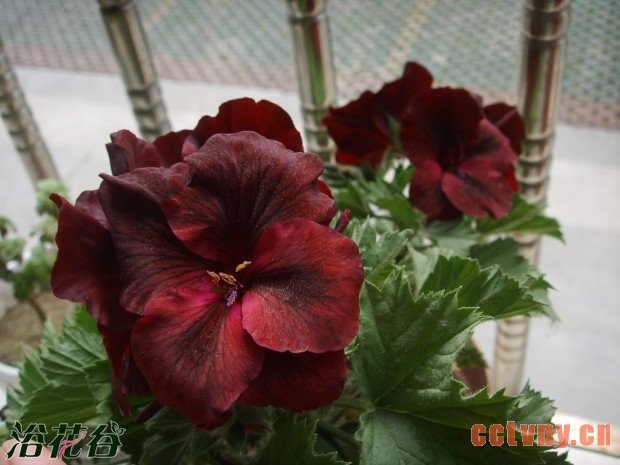 如何让天竺葵安全度夏