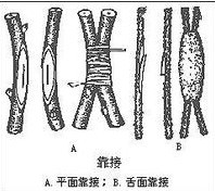 天竺葵的靠接繁殖法