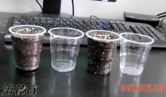 花友谈盆栽天竺葵的浇水