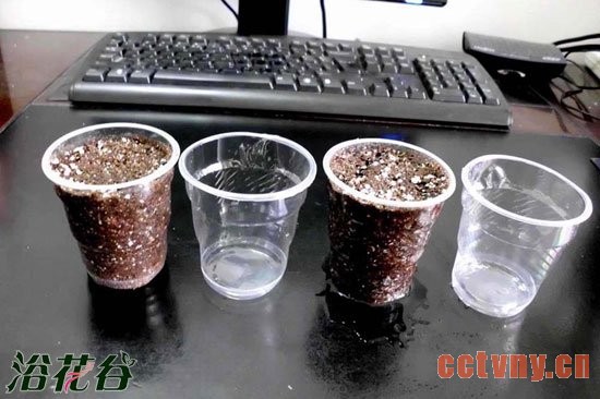 花友谈盆栽天竺葵的浇水