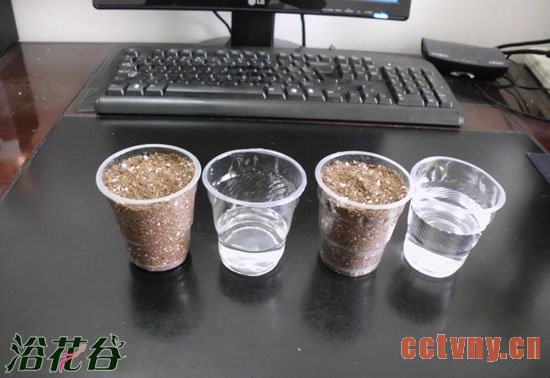 花友谈盆栽天竺葵的浇水