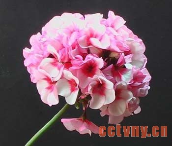 洋绣球（天竺葵）的养护方法