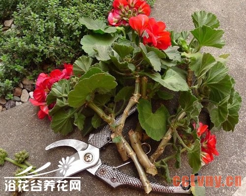 天竺葵的修剪整形方法