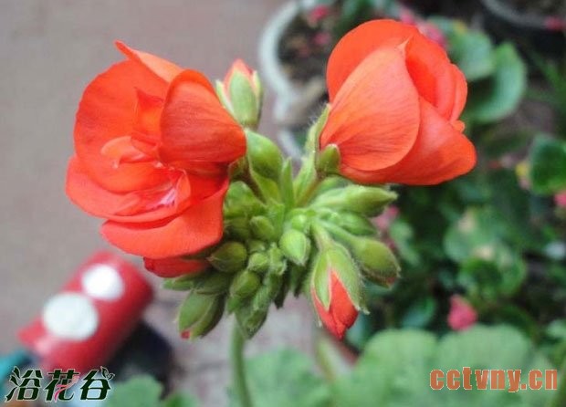 网购天竺葵缓苗注意事项