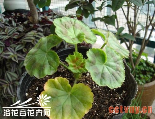 天竺葵叶子发黄的防治方法