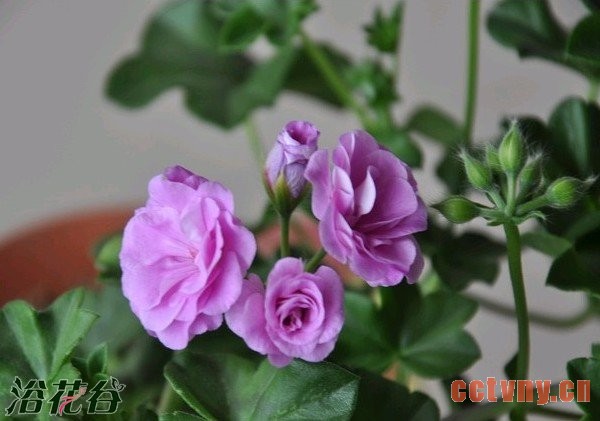 花友总结天竺葵平安度夏宝典