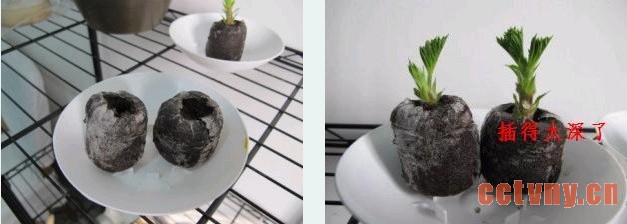 天竺葵的顶芽扦插方法（附过程图）