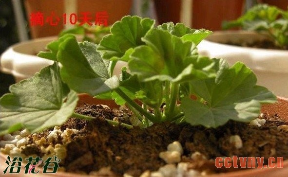 天竺葵的顶芽扦插方法（附过程图）