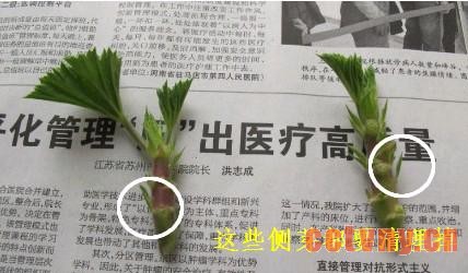 天竺葵的顶芽扦插方法（附过程图）