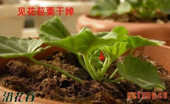 天竺葵的顶芽扦插方法（附过程图）