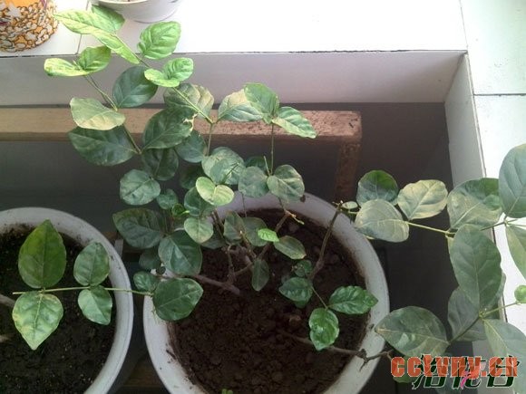 盆栽茉莉花养殖方法