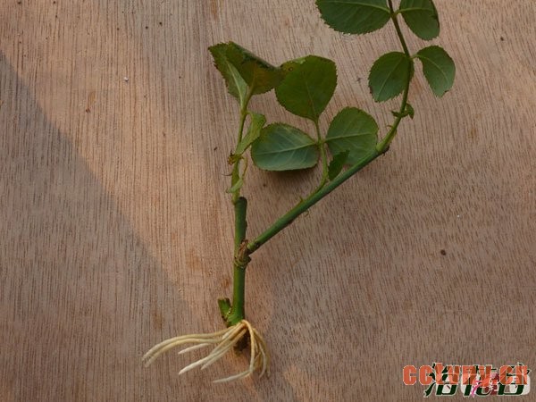 月季花水扦插生根后上盆(图文)