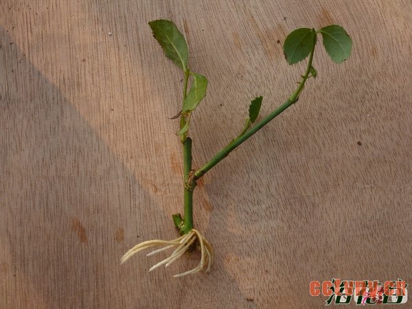 月季花水扦插生根后上盆(图文)