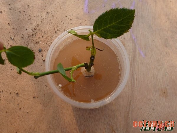 月季花水扦插生根后上盆(图文)