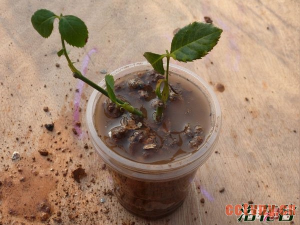 月季花水扦插生根后上盆(图文)