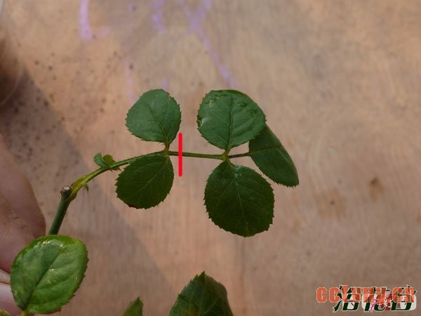 月季花水扦插生根后上盆(图文)