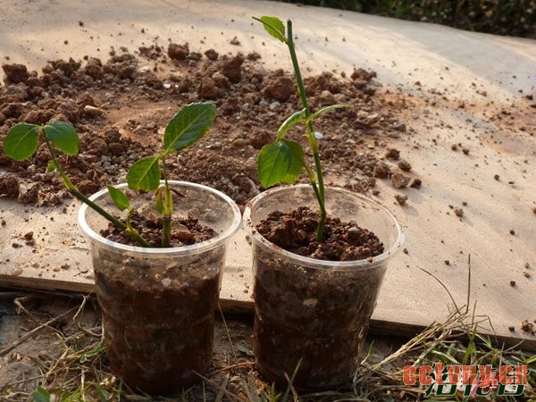 月季花水扦插生根后上盆(图文)
