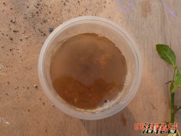 月季花水扦插生根后上盆(图文)