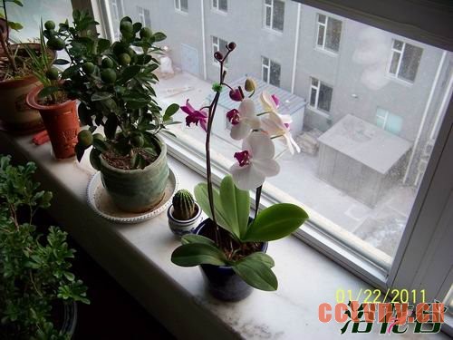 蝴蝶兰冬天怎么养